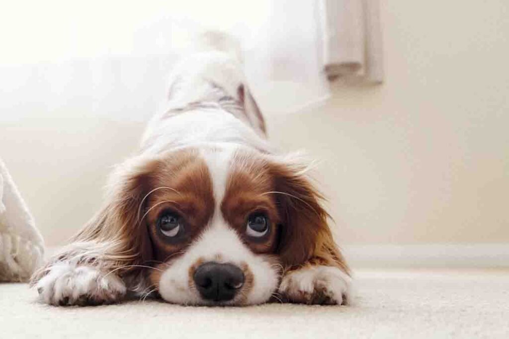 How To Get Puppy To Pee On Grass Pads