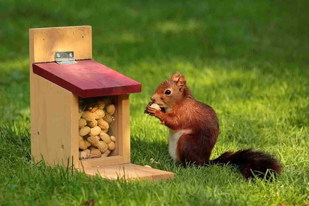 How To Train A Squirrel Dog