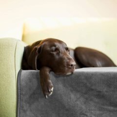 Washable Dog Pee Pad 05