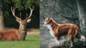 How to Train a Dog to Track Deer