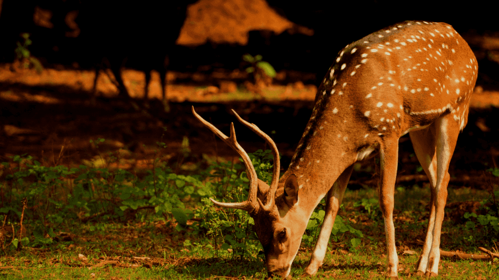 How to Train a Dog to Track Deer