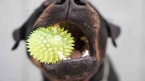 What Is Pica Behavior In Dogs