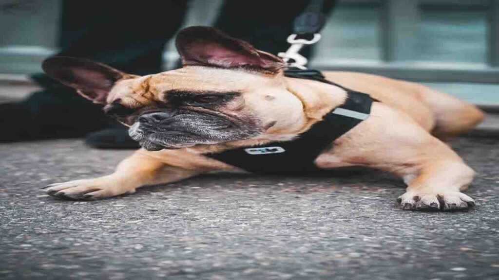 What is Cushings Disease in dogs?
