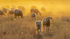 What Is Herding Behavior In Dogs