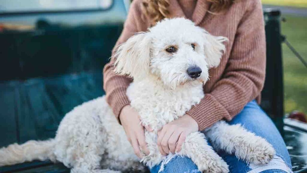 activated charcoal for dogs teeth