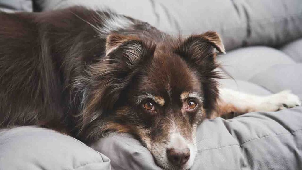 When To Euthanize a Pet Dog with Cushing's Disease