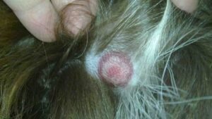 What Does Lyme Disease Look Like on a Dog?