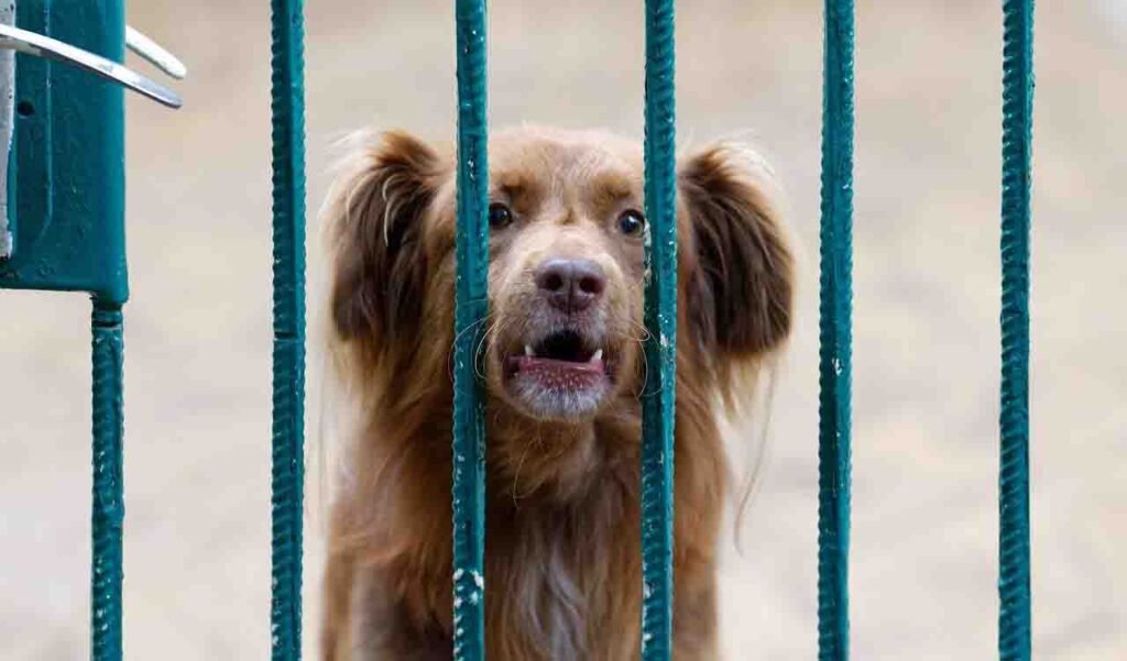 How To Correct Aggressive Dog Behavior