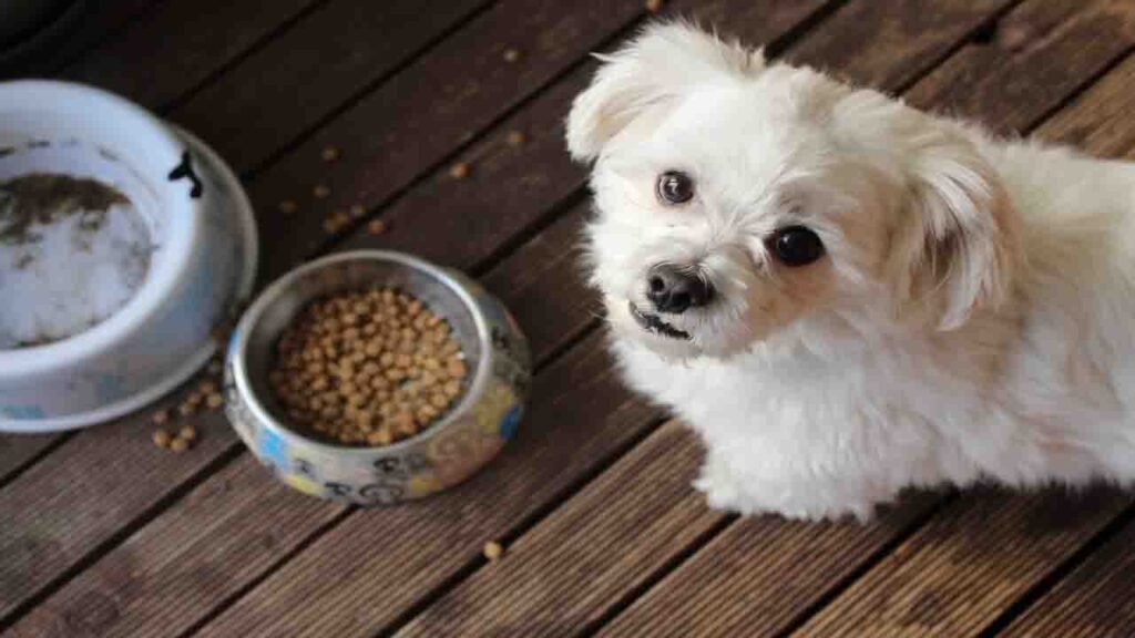 What to feed the dog with inflammatory bowel disease?