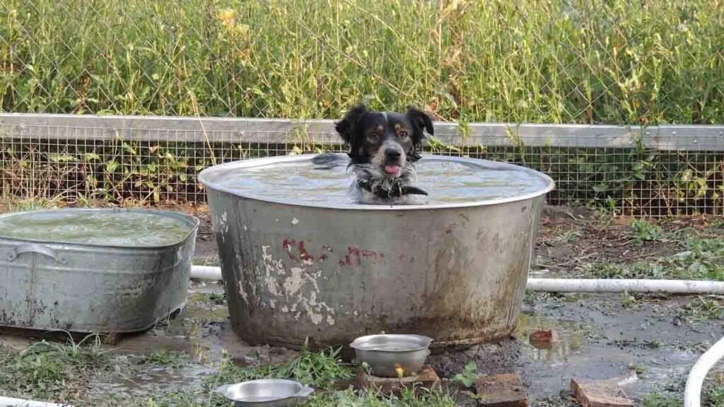 Cushing's disease: The final stages of This Disease In dogs