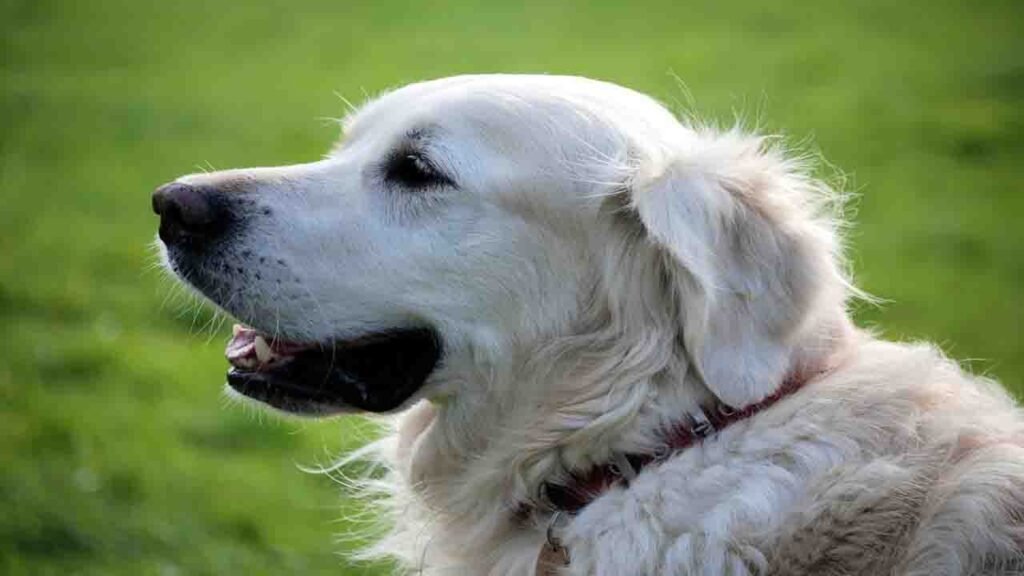 What Is MPS Disease In Dogs