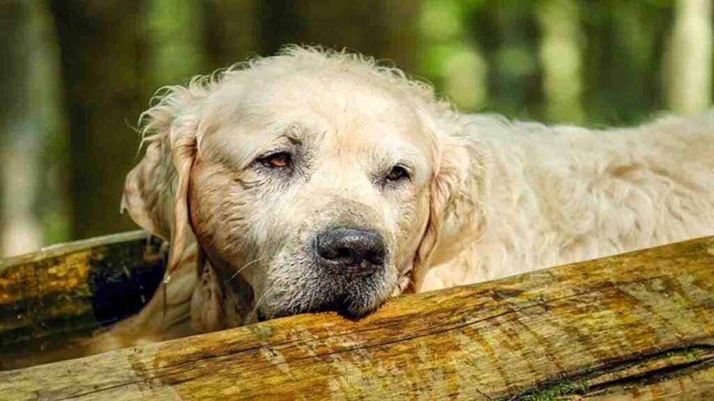 What Is Rabies Disease In Dogs