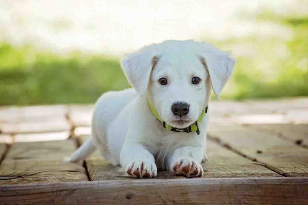 Is Lyme Disease Fatal to a Dog?
