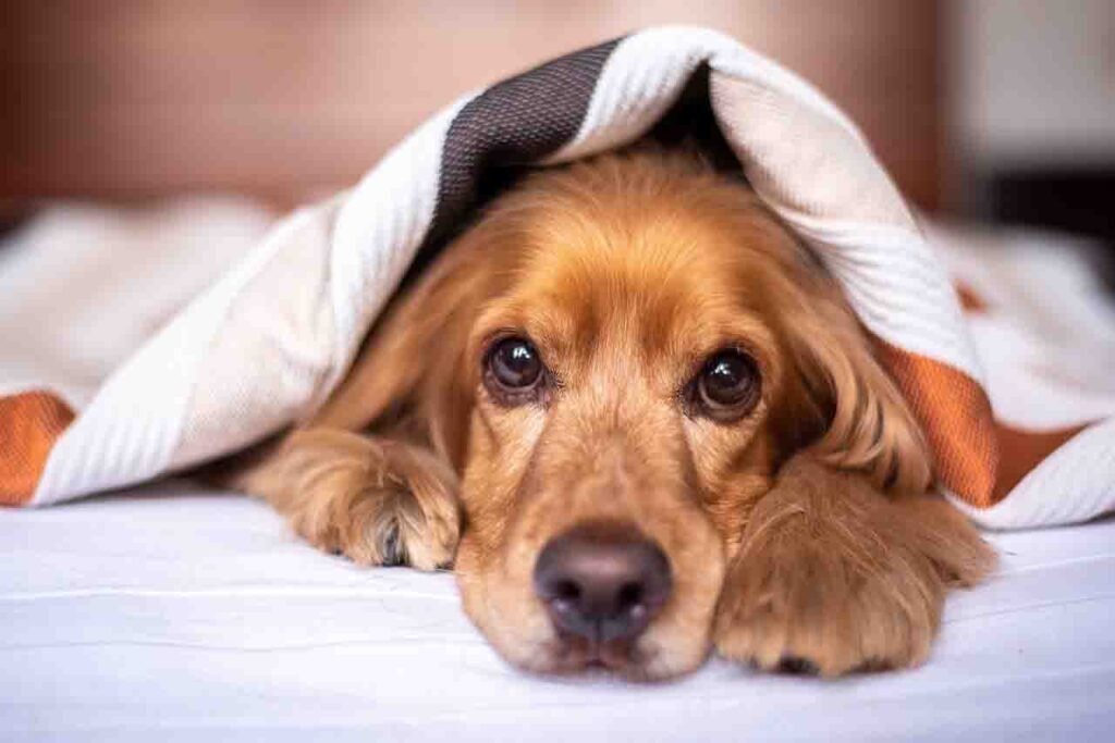 Can Dogs Get Parkinson's Disease?