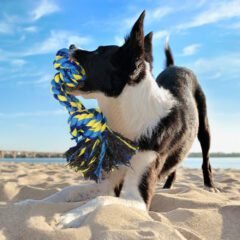 Rubber Chew Toy for Dogs 02