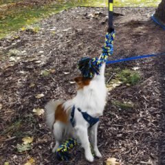 Rubber Chew Toy for Dogs 03