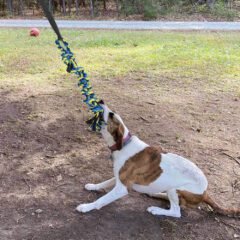 Rubber Chew Toy for Dogs 04