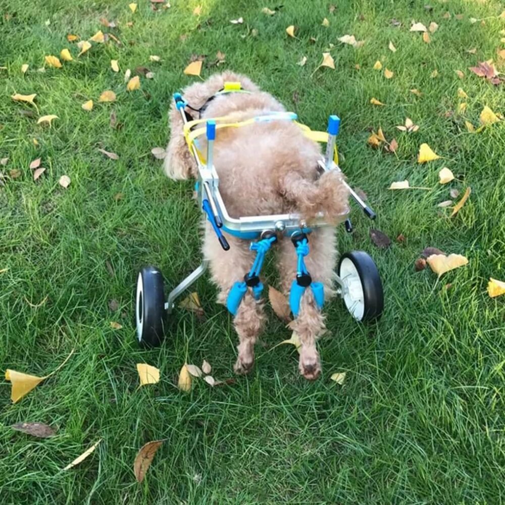 Pet Wheelchair Disabled Dog Old Dog Aluminium Walk Cart Scooter