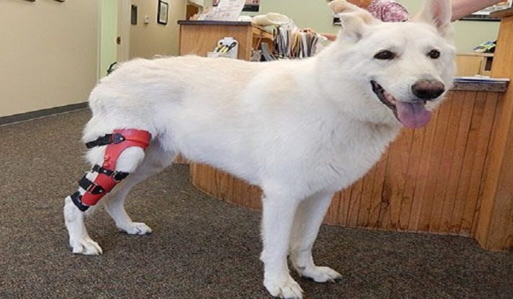 knee brace dog