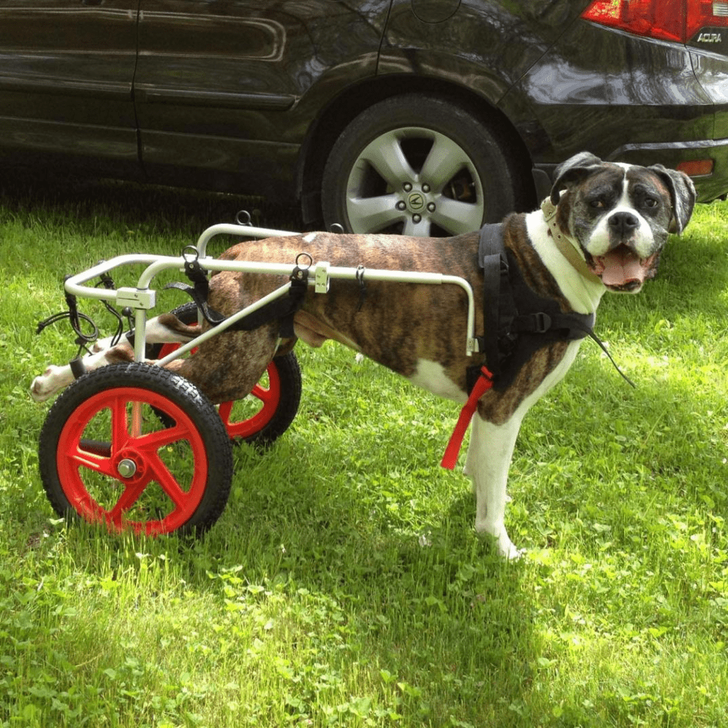 wheelchair for my dog
