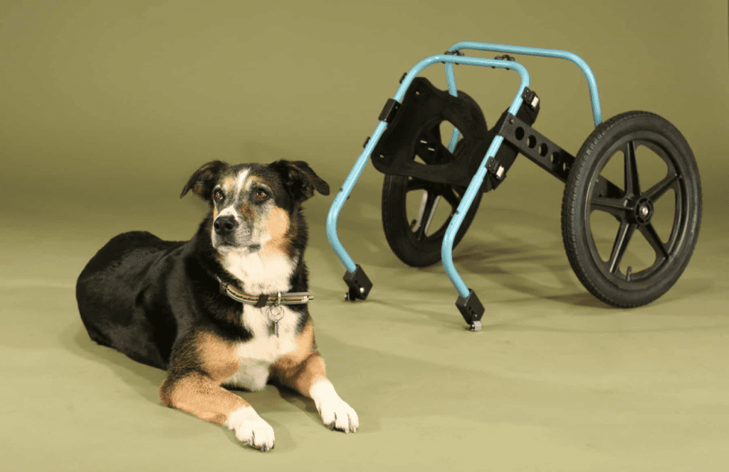 dog wheelchair large