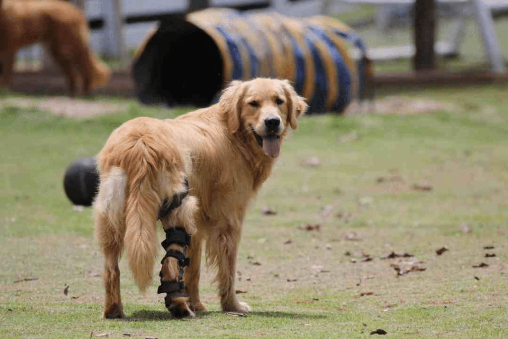 knee braces for dogs