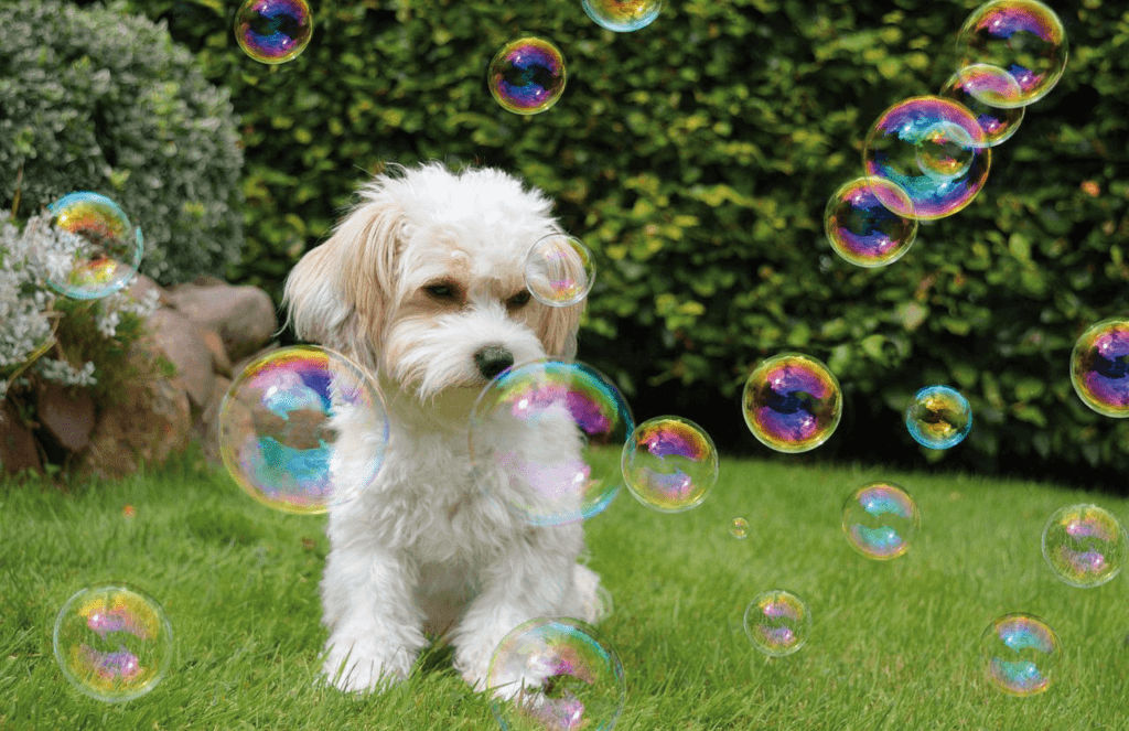 dog interactive toy flirt pole