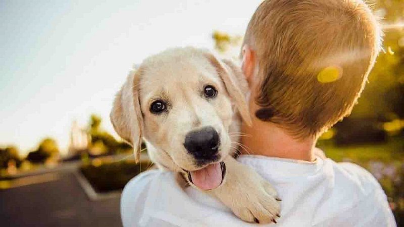 https://loobani.com/wp-content/uploads/2022/09/Pet-Dog-Products.jpg