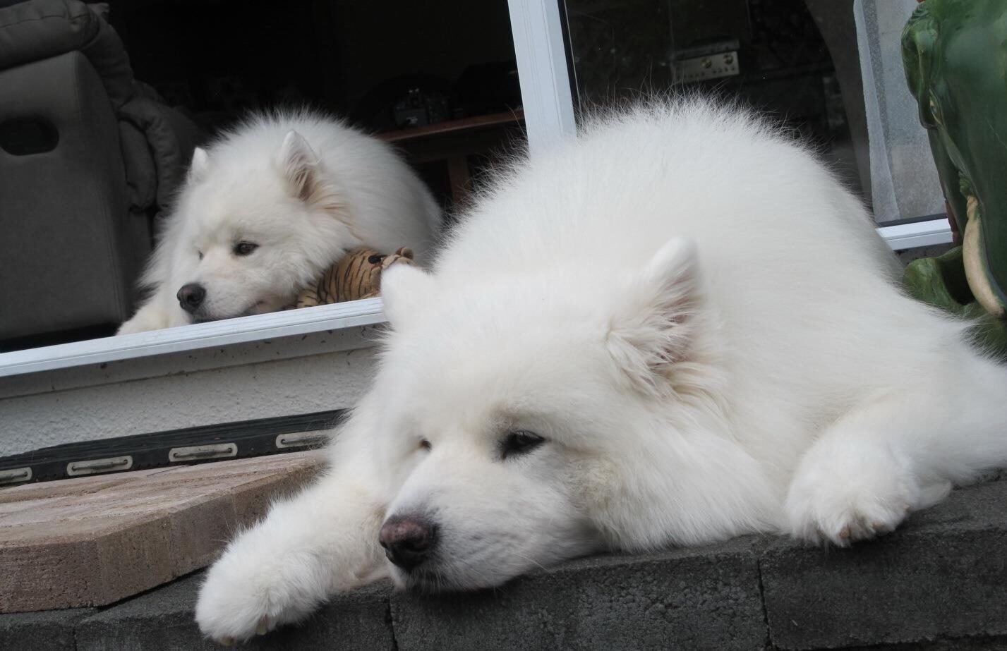 american eskimo dog is ill with respiratory signs